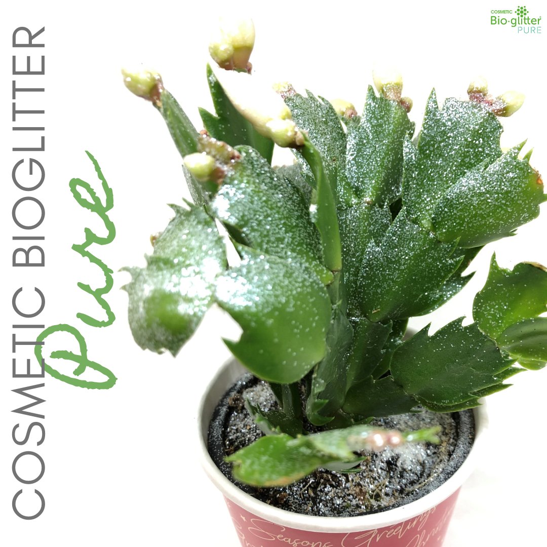 Bio_Glitter's tweet photo. 💚🌱

#glitter #ecobeauty #ecofriendlybeauty #stopsingleuseplastic #ecofriendly #ecofriendlyproducts #plasticfreeliving #cosmetics #cosmeticglitter #ecocosmetics #beauty #plasticfree #ecofriendlymakeup #bioglitter #leavenotrace #biodegradableglitter #ecoawareness #greenbeauty https://t.co/k0mbv6B377
