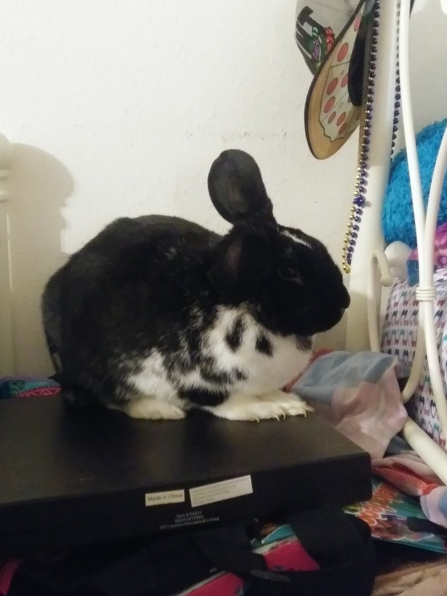 slipknotgurl87's tweet photo. So he sleeps on my son's bed then sits in my daughter's you box ๐๐ this dude is a trip rabbit fur on everything Lol.. #bunnylife #rabbitliciousss #rabbits #furbabies #loveofrabbits https://t.co/fW0VQ1PiaJ
