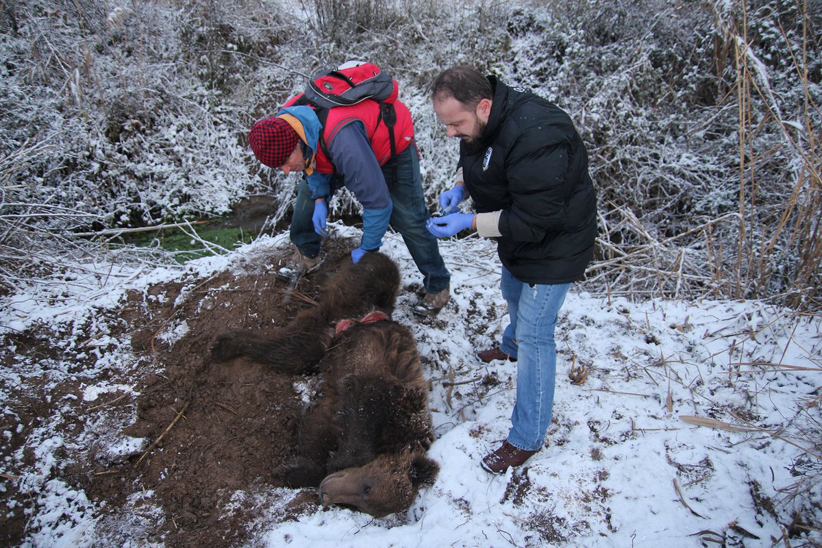 WWFitalia's tweet photo. In #Grecia un #orso bruno finito in un laccio criminale è stato salvato dal team di progetto @LIFEprogramme #ARCPROM del quale sono partner @WWFitalia e @parcomajella https://t.co/WBFoBdti0v https://t.co/mUOE59HXnL