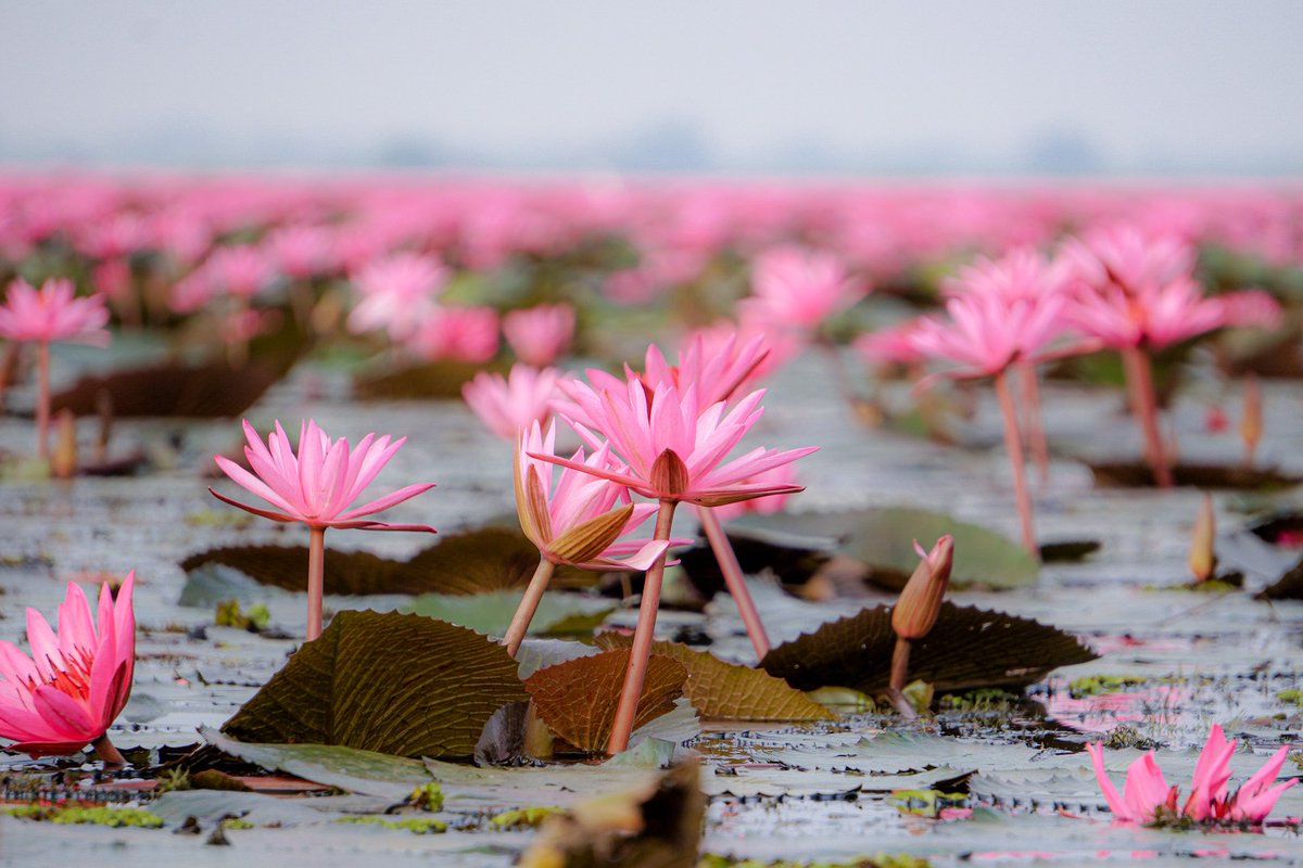 BBarbaralicious's tweet photo. Some more impressions of the #redlotuslake 🤩 This time, focusing on the #flowers... #thailand #udonthani #digitalnomad #digitalnomads #travel #workwhiletravel #worldtravelers #amazingthailand #barbaralicious https://t.co/wydLL1eB1x