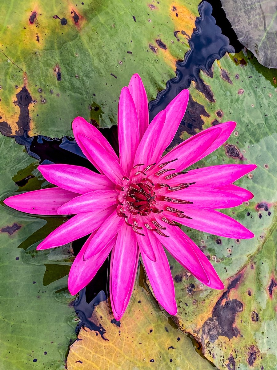 BBarbaralicious's tweet photo. Some more impressions of the #redlotuslake 🤩 This time, focusing on the #flowers... #thailand #udonthani #digitalnomad #digitalnomads #travel #workwhiletravel #worldtravelers #amazingthailand #barbaralicious https://t.co/wydLL1eB1x