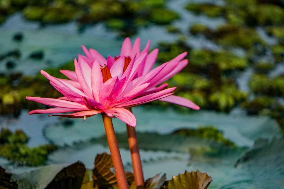 BBarbaralicious's tweet photo. Some more impressions of the #redlotuslake 🤩 This time, focusing on the #flowers... #thailand #udonthani #digitalnomad #digitalnomads #travel #workwhiletravel #worldtravelers #amazingthailand #barbaralicious https://t.co/wydLL1eB1x