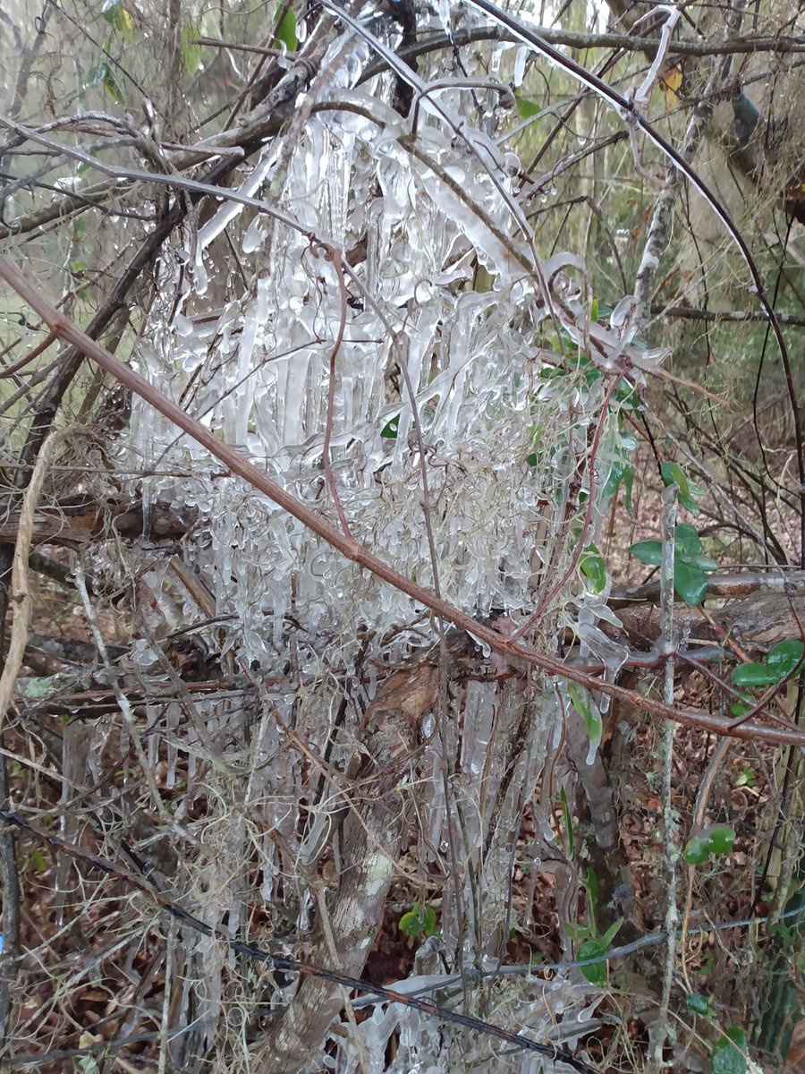 sawpine9's tweet photo. Left the outside hose misting last night. 29 in Lawtey, Fla.
#flcold https://t.co/gw0Q2ME5Ub