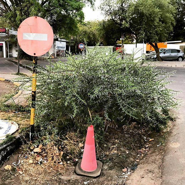 CharlotteLandy's tweet photo. Never Yielding #Botswana #acaciatree #Kreview https://t.co/c4scLXn6qd