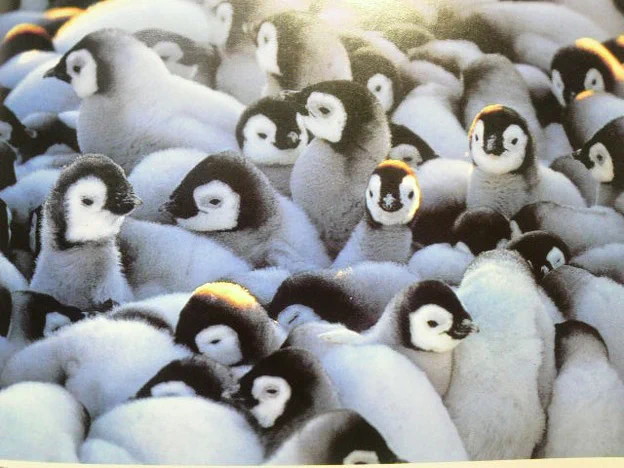 驚きの動物の習性！ペンギンのおしくらまんじゅう！？ペンギンは寒さに耐えるためにおしくらまんじゅうをする！！