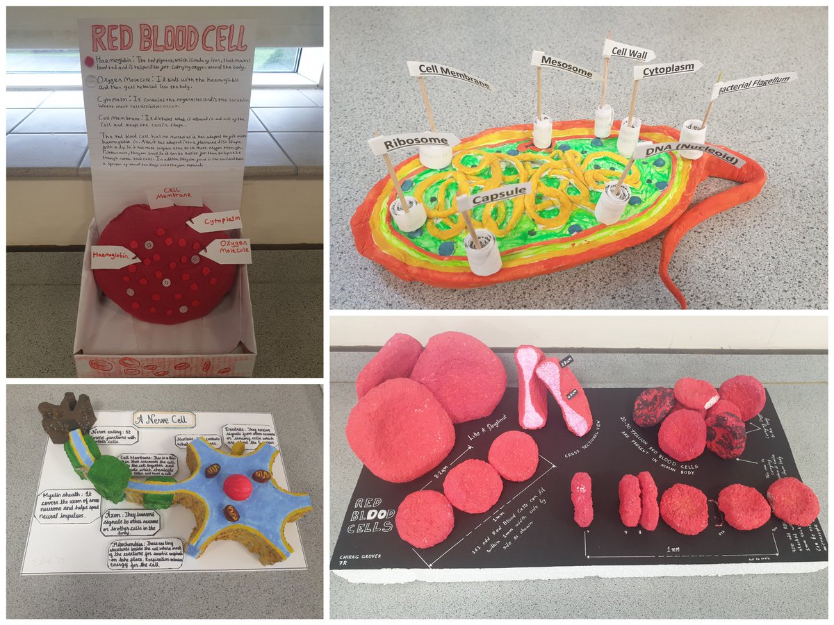 HGS_Sci's tweet photo. Some fantastic cell models from year 7! #biology #cells @RoyalSocBio https://t.co/UzzsLQnq6G