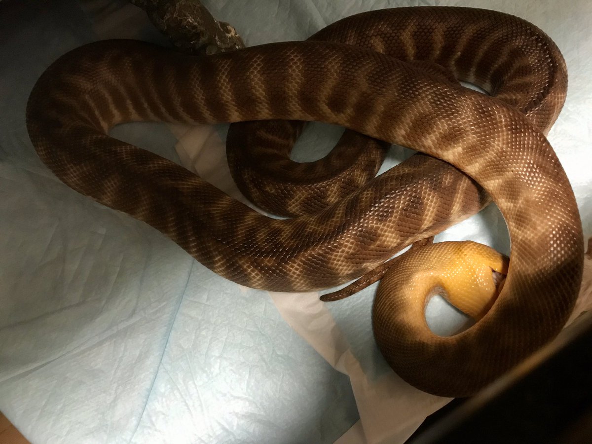 75 ウォマ 爬虫類 最高の花の画像