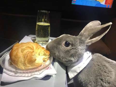 RonallChersan's tweet photo. ‘Coco’ กระต่ายวัย 8 ขวบ ของCEOบริษัทแห่งหนึ่งในญี่ปุ่น กำลังเพลินเพลินบนเครื่องบินชั้นธุรกิจ จากสหรัฐฯมาญี่ปุ่น

โดยเจ้าของซื้อตั๋วชั้นธุรกิจและที่นั่งข้างๆว่าง น้องจึงได้ยืดเส้นยืดสาย

Coco ได้ขึ้นทะเบียนเป็น Emotional Support Animalจึงนำขึ้นเครื่องได้

📸:Takako Ogawa ปี2018 https://t.co/N0Irar1pYZ