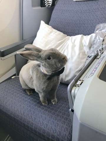 RonallChersan's tweet photo. ‘Coco’ กระต่ายวัย 8 ขวบ ของCEOบริษัทแห่งหนึ่งในญี่ปุ่น กำลังเพลินเพลินบนเครื่องบินชั้นธุรกิจ จากสหรัฐฯมาญี่ปุ่น

โดยเจ้าของซื้อตั๋วชั้นธุรกิจและที่นั่งข้างๆว่าง น้องจึงได้ยืดเส้นยืดสาย

Coco ได้ขึ้นทะเบียนเป็น Emotional Support Animalจึงนำขึ้นเครื่องได้

📸:Takako Ogawa ปี2018 https://t.co/N0Irar1pYZ