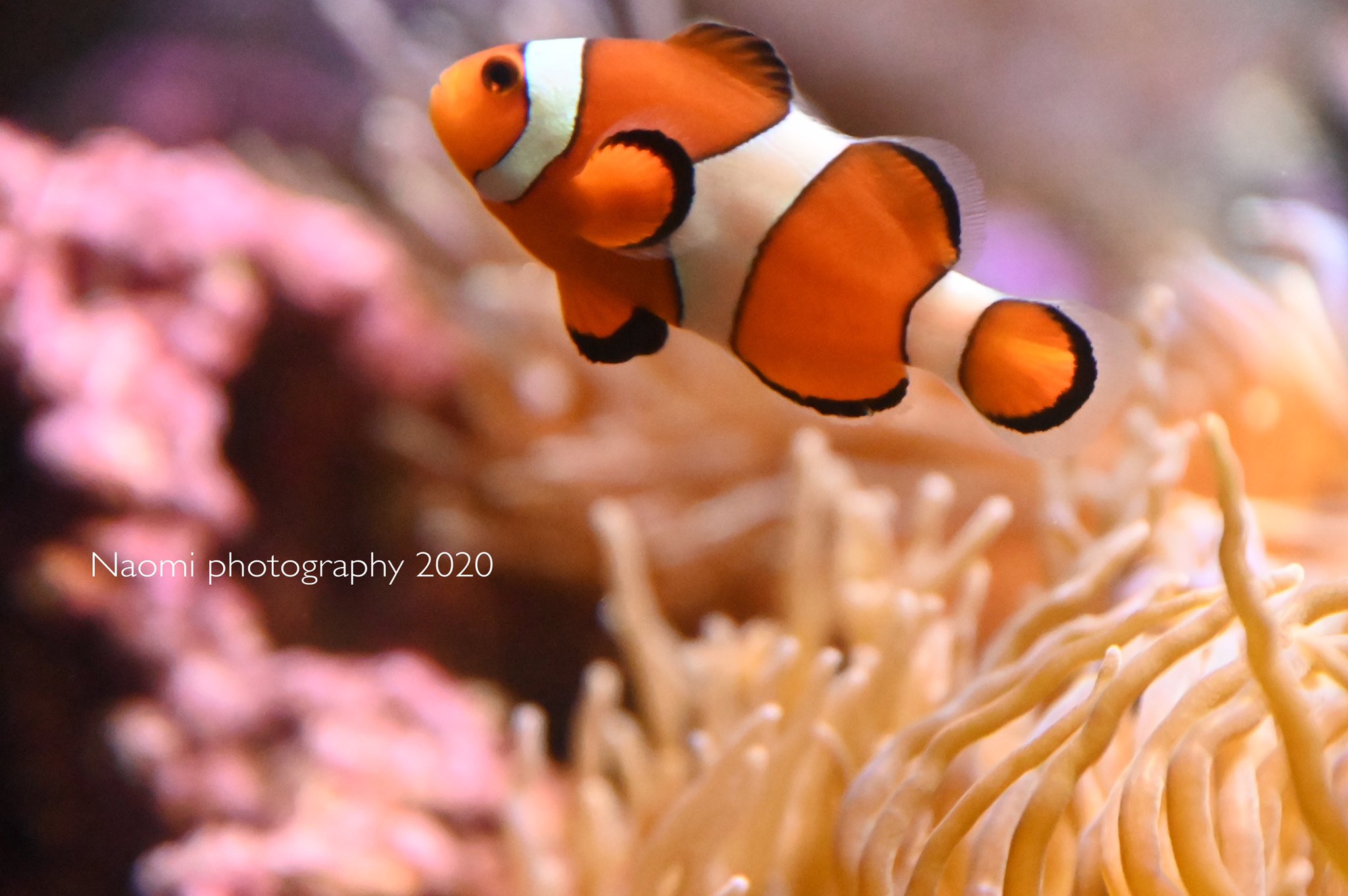 Naomi O A Twitter カクレクマノミ 今日は水族館に イソギンチャクの間をチョロチョロしてるこの子がかわいい しながわ水族館 クマノミ 水族館 Nikonz6 T Co N27blfeabn Twitter