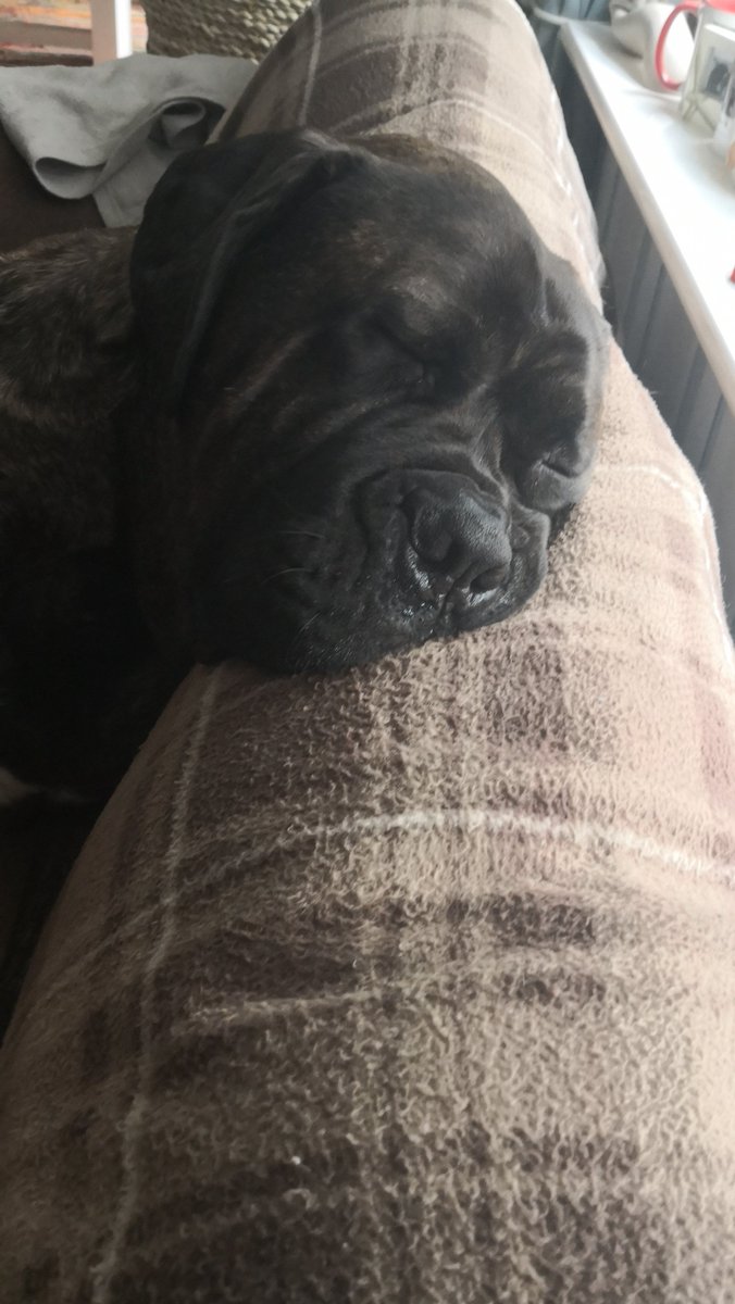 DO NOT DISTURB⚠️⛔🚫
The world can wait. 😴😴😴🐾

#WednesdayWisdom #mastiffs #dogsoftwitter #dogsofinstagram #sleepydogs #dogslife #sleeping #BigDog #lovedogs #dogsarejoy