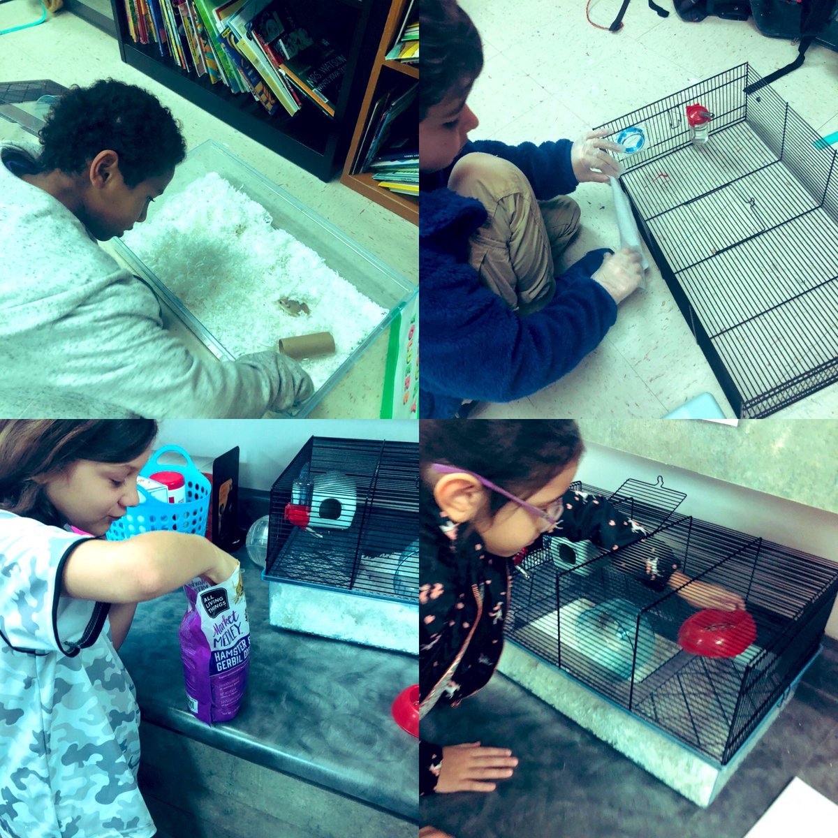 Love seeing my students take total ownership of our #classroompet 🐹 the more they take care of him the more they learn about his environmental needs....sounds like #SharingThePlanet connections to me! #LifeAtGHE #1LISD <a href="/ibpyp/">IB PYP</a> <a href="/GrandviewPYP/">Grandview Hills</a> <a href="/LISDLaceyD/">Lacey Delgado</a>