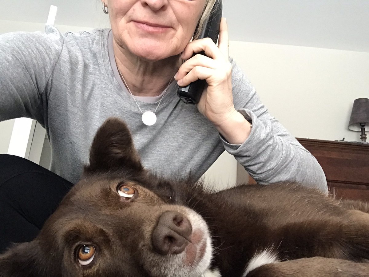 shonapm's tweet image. @MemorialU my #petsofMUN are not giving me a break.Everyone is going stircrazy and the fence is of no consequence. I can’t move even when on a call! #snowmaggedon2020 #nlsnowstorm2020