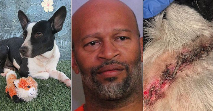 Man charged with cruelty after dog found with rusty collar grown into its neck doggiescare.com/man-charged-wi…