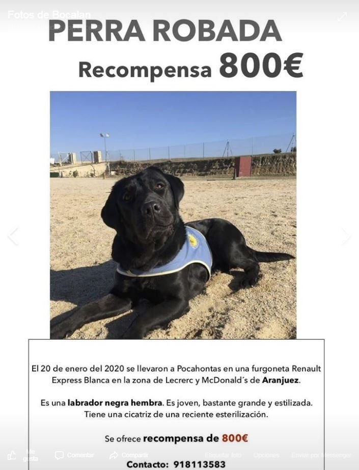 policiavaldmoro's tweet photo. ⚠️#Pocahontas🐶
🔸Robada a punta de pistola el pasado lunes en la zona de Aranjuez por cuatro individuos que huyeron en una furgoneta blanca Renault Express.
🔸Perra Labrador Retriever. 
🔸Estaba siendo adiestrada para su entrega a una menor con problemas de movilidad.
☎️ 112-092 https://t.co/M9E3RTb0l7