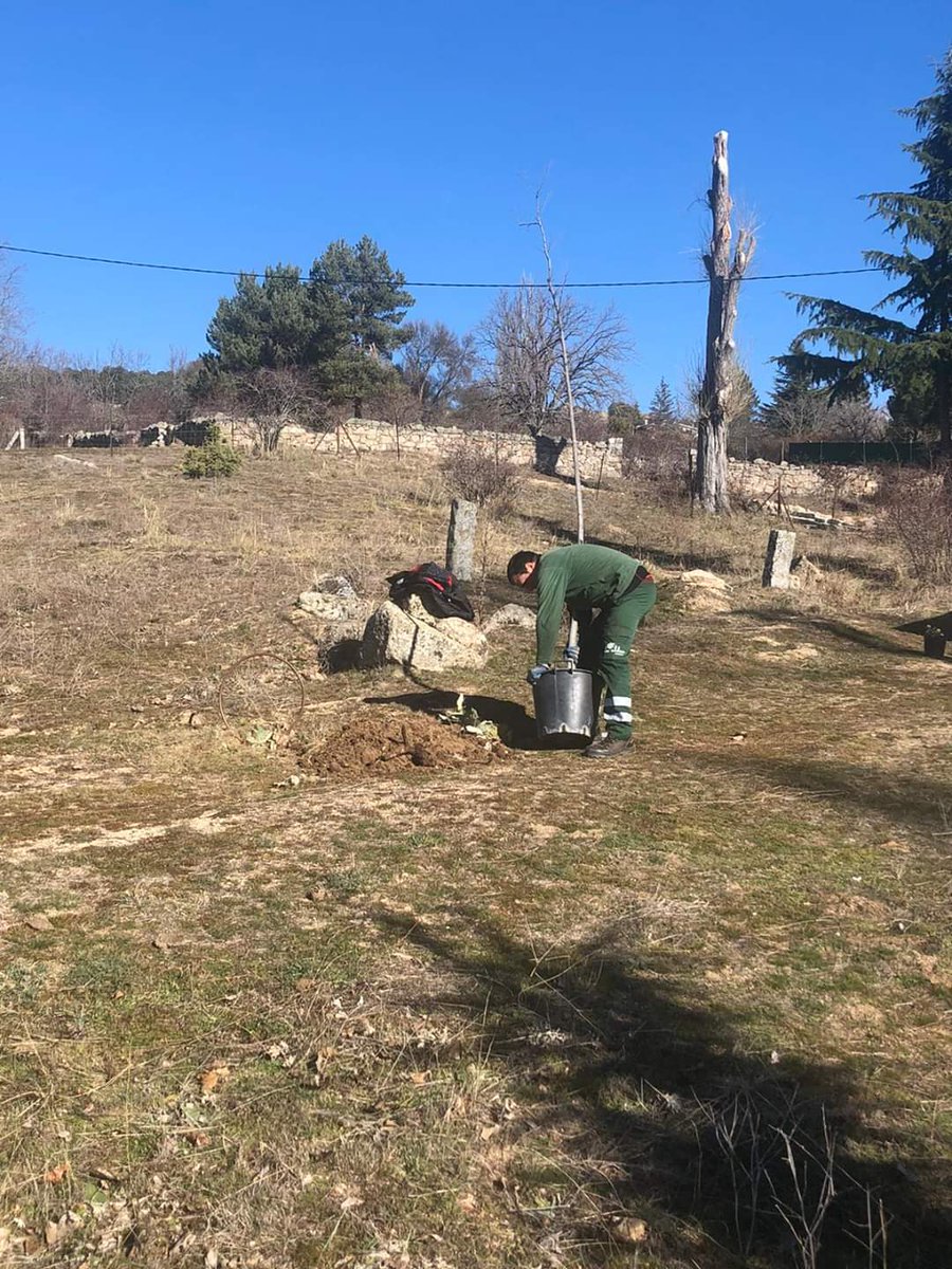 bosque_un's tweet photo. #Fundabem, #Laldeajardinería y #Laldeavivero reponen en la plantación de Navalperal dentro del proyecto Un pueblo Un bosque el 14 de Enero, las marras producidas hasta ahora.

@bosque_un #Unpueblounbosque #Ávila https://t.co/mTz9eGPoHo