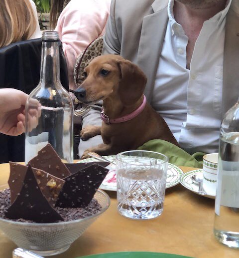Maisiesausage's tweet image. Ava on best behaviour at swanky London restaurant 😉 #etiquette #silverfork #spoiltsausage