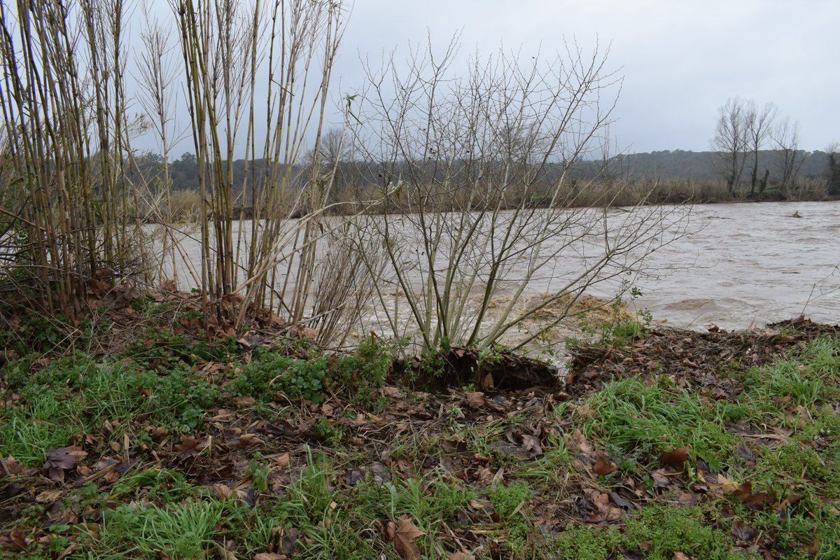 La Tordera al seu pas per la Valloparda, fa respecte !
Crea onades als meandres i els enfondraments de terra s'emporten els camps de cultiu riu avall. #Temporalgloria #latordera <a href="/Aj_Tordera/">Ajuntament de Tordera</a>