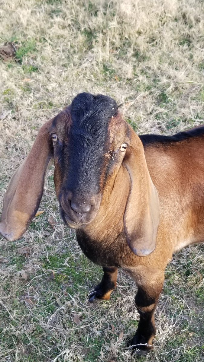 CampTyler1945's tweet photo. Wild Wednesday!
Meet Woodrow! He's our new goat &amp; we just adore him. Have you had the chance to meet him yet? 💙🐐💙
#camptyler #WildWednesday #woodrowthegoat #woodrow https://t.co/A0rkuTUi5i