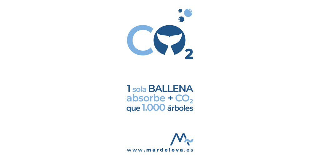 EstudioMar's tweet photo. 🐋El valor de las ballenas y su contribución a la absorción del dióxido de carbono en los océanos es colosal.A lo largo de su vida, una sola ballena absorbe más de 30 toneladas de CO2, más que mil árboles.🐋
#ProtectTheOceans #ClimateAction 
#savethewhalesclimate#climateemergency https://t.co/MzuC4F2Znx