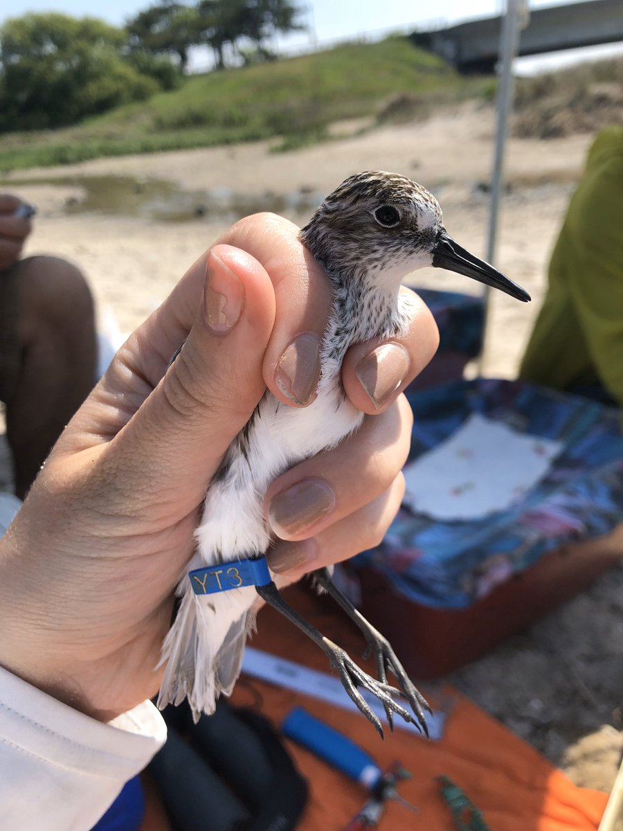 ilovemosss's tweet photo. 🦆NYC Audubon is looking for a new Director of Science and Conservation 🦅 boosting this again as the deadline approaches. Here’s a cute Semipalmated Sandpiper from Brazil ~ this hand could be yours! https://t.co/jIQ2lvDl08