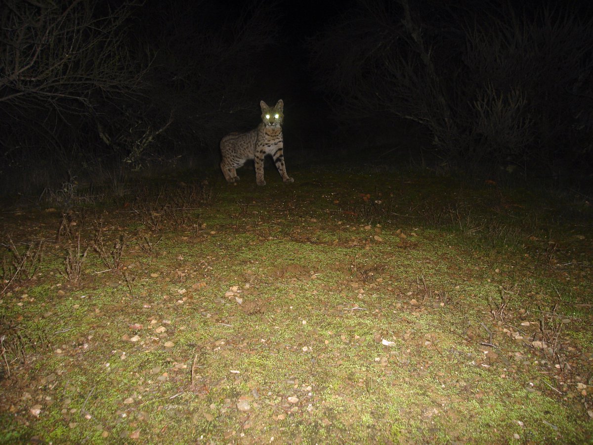 MidpenOpenSpace's tweet photo. Check out this bobcat stalking a trail cam, until it realizes it's just a camera! Photos courtesy of Ken Hickman in an undisclosed location of Rancho San Antonio Preserve. #WildlifeWednesday https://t.co/YQwttFS36X