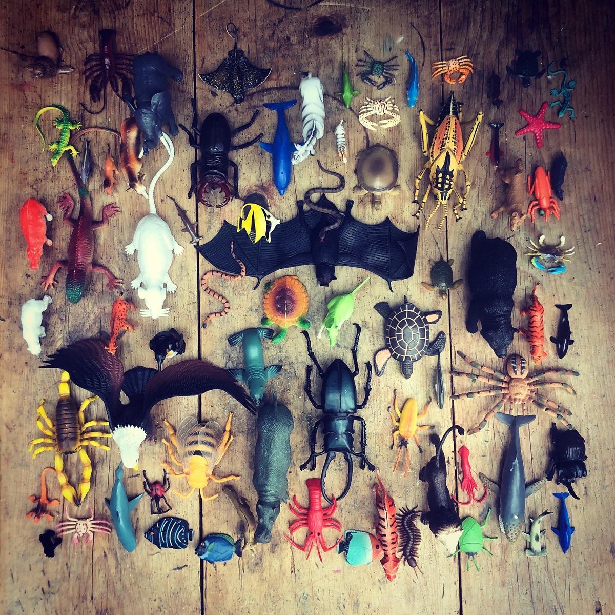 Sarah Strachan tweet media