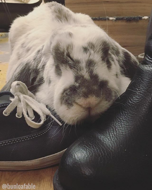 Bunloafable tweet media