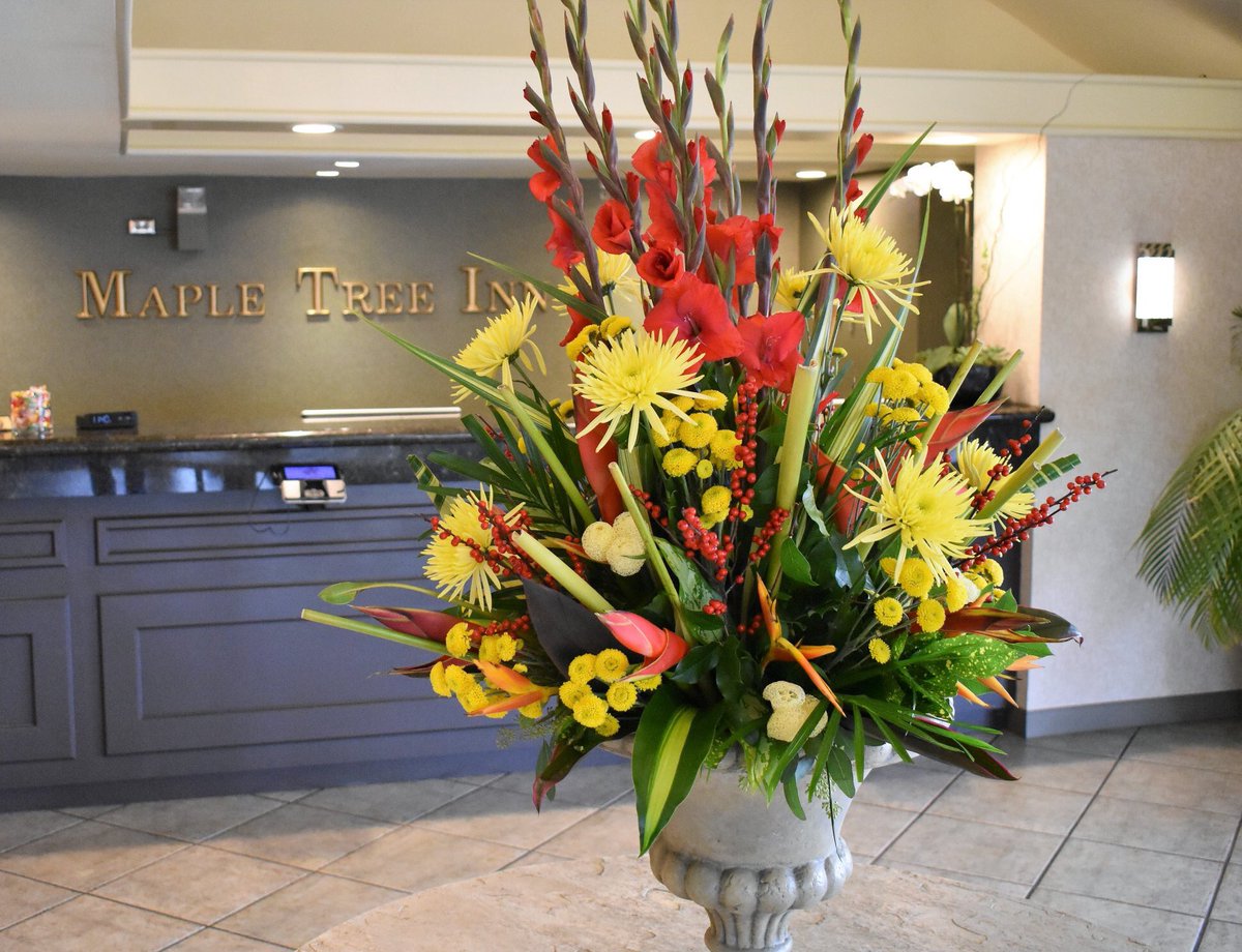 TheMapleTreeInn's tweet image. Lobby Flowers
@TheMapleTreeInn 
#mapletreeinn #sunnyvale