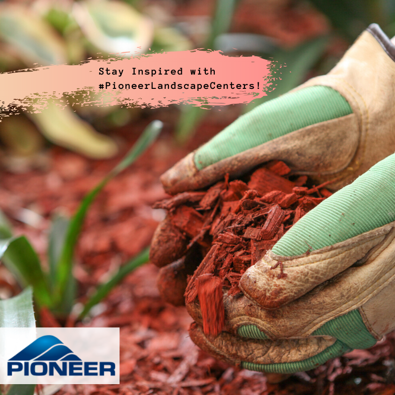 Pioneer tweet media