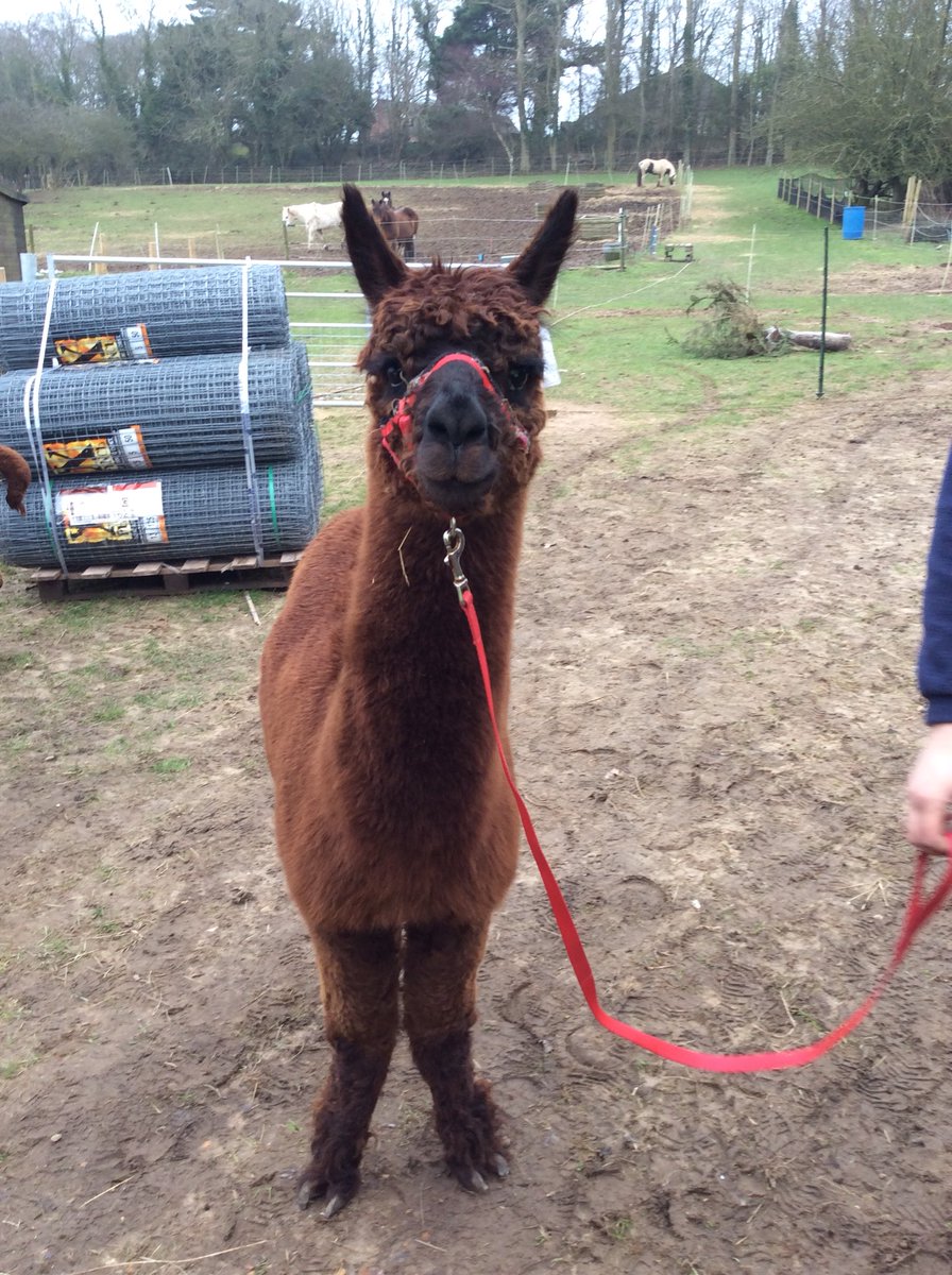 CromerMarnie's tweet photo. Great #experience afterwards #alpaca Bumble Yarn 😍 an amazing afternoon https://t.co/lQztPCXI8q