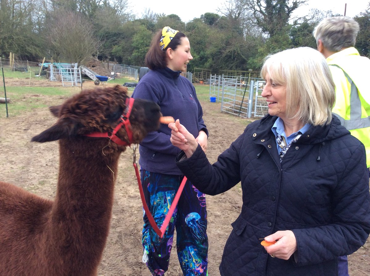 CromerMarnie's tweet photo. Great #experience afterwards #alpaca Bumble Yarn 😍 an amazing afternoon https://t.co/lQztPCXI8q