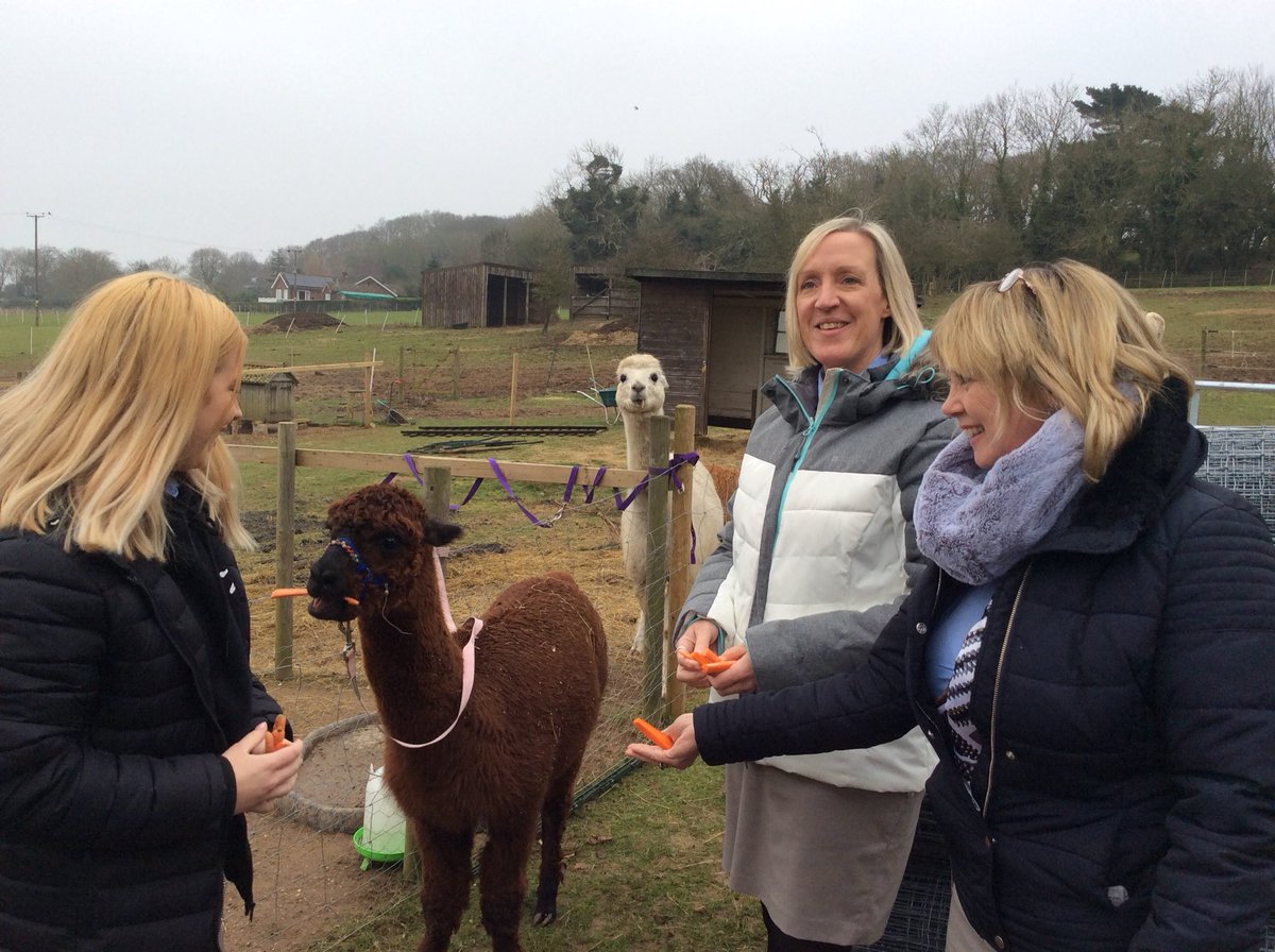 CromerMarnie's tweet photo. Great #experience afterwards #alpaca Bumble Yarn 😍 an amazing afternoon https://t.co/lQztPCXI8q