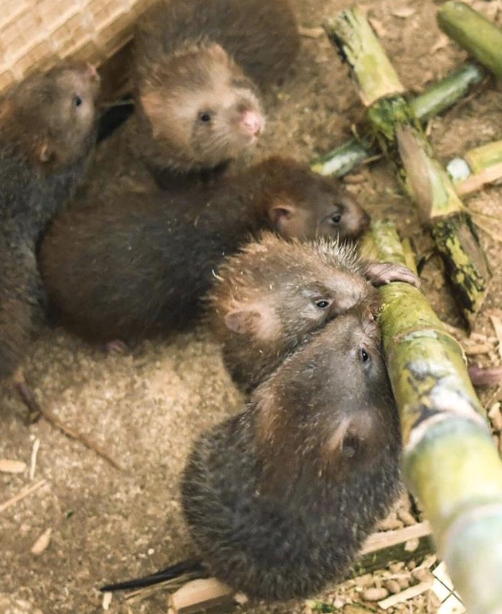 ネズミ 食べる 人 中国