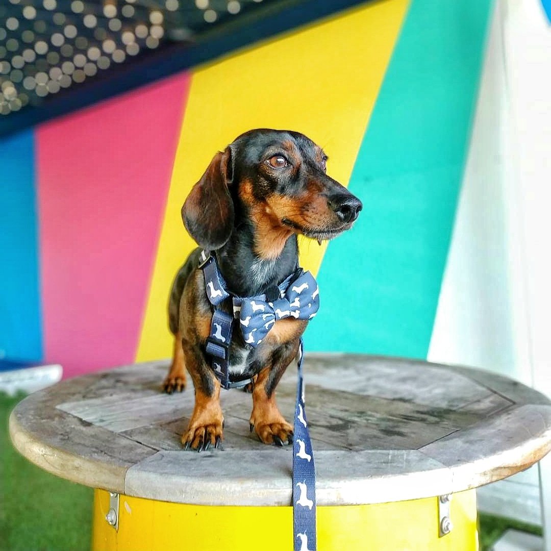 CharlieSausage's tweet photo. The weather it's so miserable outside, that I can't wait for summer to be back 🌞⁣
⁣
🏷️ Matching harness, bow tie and lead by @sassywoof - have you seen their new #Valentinesday collection? It's gorgeous! You can use the discount code CHARLIE to save 20% 💕⁣
⁣
#sassysquad https://t.co/4usvw7CV3V