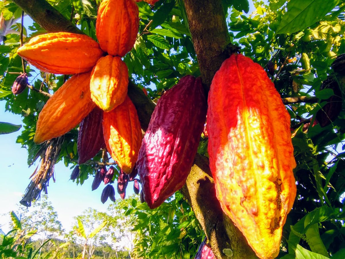 Pese a las adversidades el 2019 dejó cifras positivas para el sector cacaotero

* Colombia cerró el 2019 con producción de 59.665 toneladas de cacao

* A noviembre las exportaciones de cacao colombiano crecieron un 18%

Vea la noticia completa →→ fedecacao.com.co/portal/index.p…