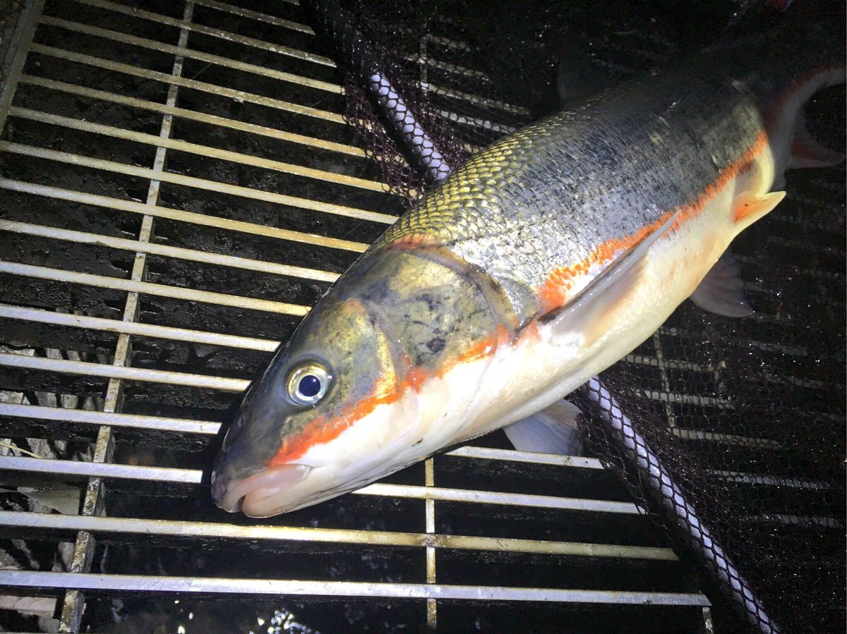 マツダミキオ もったいない料理人みっきー マルタウグイ 桜の季節に海から川へと登ってくる魚で 地元 神奈川の川でも例年いる 中学生の頃に採って食べたけど臭すぎて無理で 去年リベンジをしてみた これまでの経験や知識を元に 魚の臭み消し の