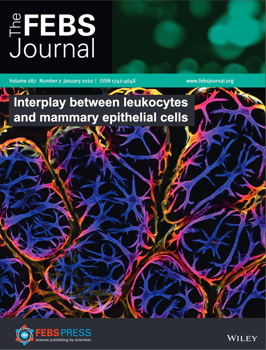 Livvi Harris (@oliviabh) on Twitter photo We got the cover! The wonderful <a href="/JessieJRH/">Jessie Hitchcock</a>'s new paper is out now in <a href="/FEBSJournal/">The FEBS Journal</a>, with an excellent commentary from <a href="/WendyIngman/">Dr Wendy Ingman</a>. If you like immune cells and boobs, or nice 3D imaging, this is worth a read. febs.onlinelibrary.wiley.com/doi/10.1111/fe… with <a href="/katevetpath/">Kate Hughes</a> & <a href="/cjwhelix/">Christine J Watson</a> We got the cover! The wonderful <a href="/JessieJRH/">Jessie Hitchcock</a>'s new paper is out now in <a href="/FEBSJournal/">The FEBS Journal</a>, with an excellent commentary from <a href="/WendyIngman/">Dr Wendy Ingman</a>. If you like immune cells and boobs, or nice 3D imaging, this is worth a read. febs.onlinelibrary.wiley.com/doi/10.1111/fe… with <a href="/katevetpath/">Kate Hughes</a> & <a href="/cjwhelix/">Christine J Watson</a>