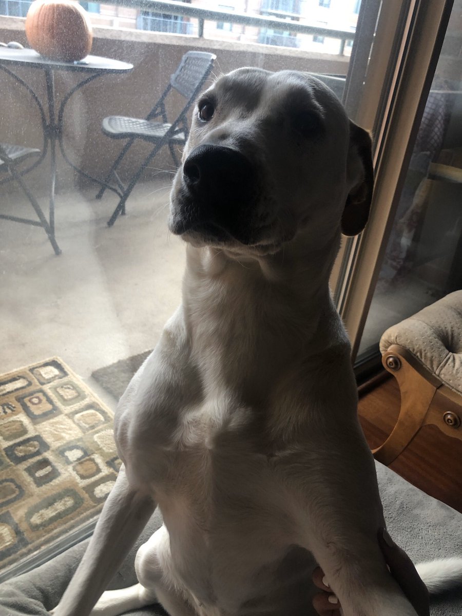 katiestriff's tweet photo. I’m making up a thing. #pupsnotpolitics - it’s where you post cute pictures of dogs instead of a political post about the state of the world. Bc that’s not cuddly & fluffy. Here’s my dog Daisy. She got a bath last week so is extra soft and still smells like shampoo. https://t.co/1523Hyc0nM