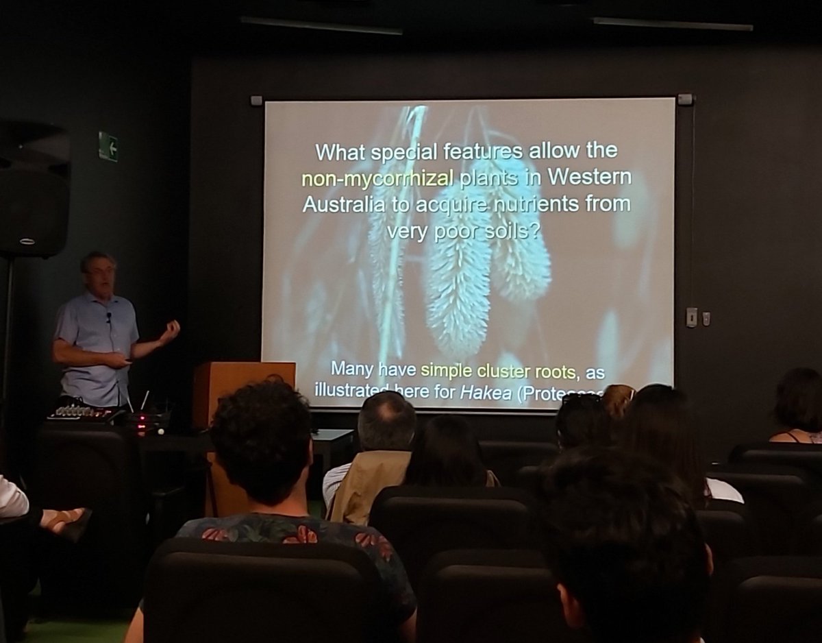 AnitaarenasM's tweet photo. El profesor Hans Lambers en la #uach nos habla de las particularidades de las Proteaceae para sobrevivir en suelos empobrecidos en fósforo #plantnutrition #clusterroots #phosphorus @ziga_alejandra @GAMV65 https://t.co/ayzW3QdGYN