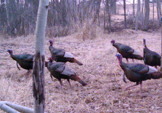 PeterWood's tweet photo. Coming soon - Hunt Talk Tactics podcast show. 
We got lots hunting and fishing tactics to talk about. 
Gobbler season will be here before you know it!
We will be booking interview times for our expert guest hosts soon! https://t.co/RnRmHNJxIp