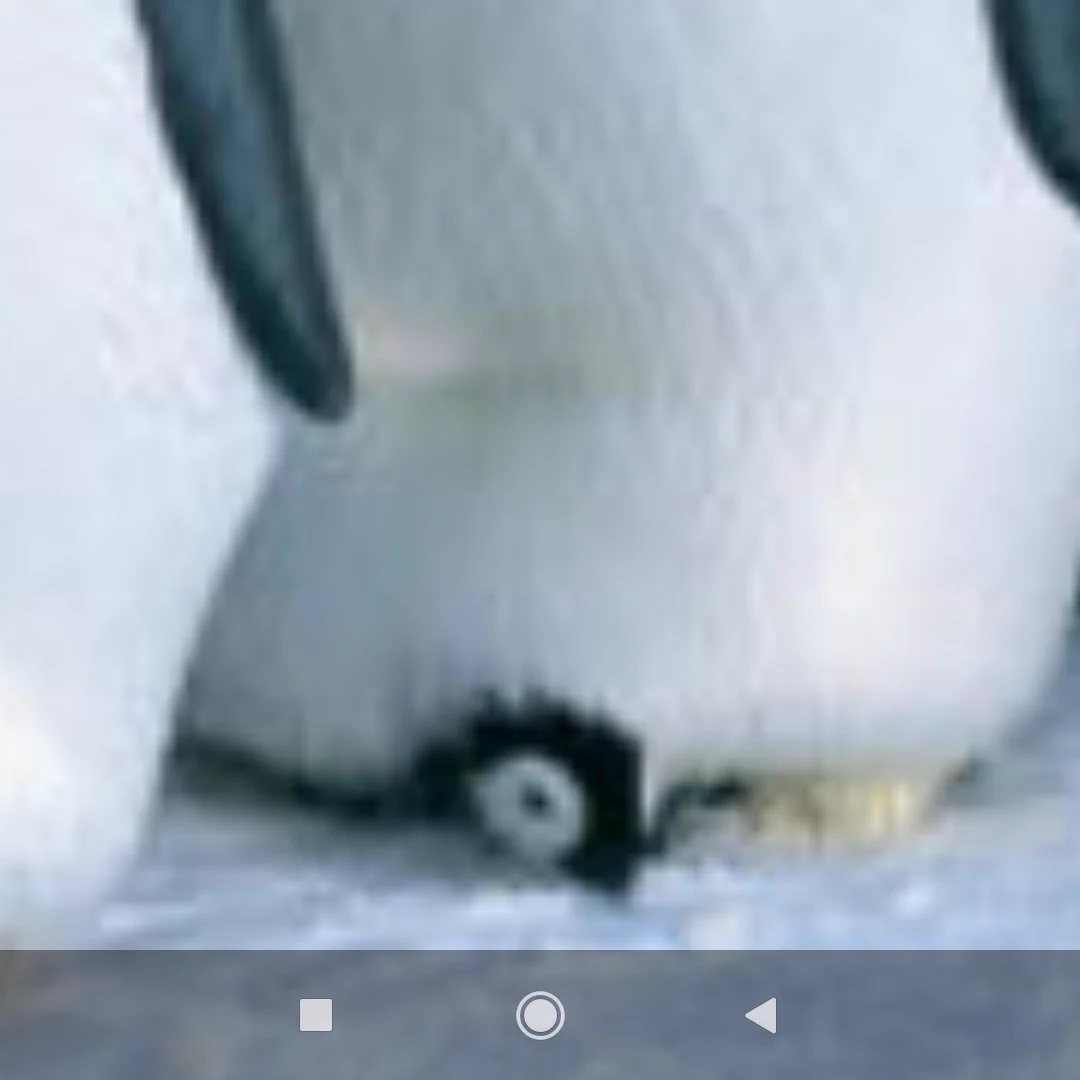 @dobutsu_syu 踏まれて…る……？？ 