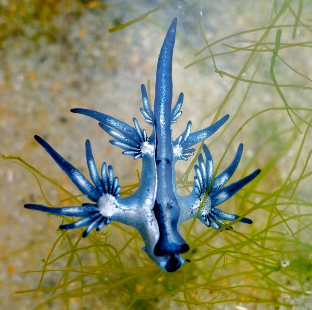 oceana's tweet photo. The blue glaucus is tiny, reaching only 1.2 inches! Despite its small size, this sea slug eats large, venomous prey, such as the Portuguese man o'war. Learn more: https://t.co/yF1k3EMZtv https://t.co/qdM8gW5Uuz