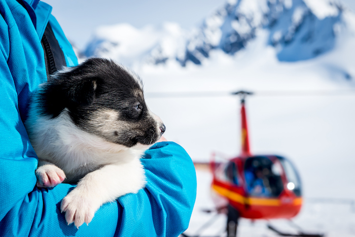 Happy #SledDogDay! Fancy husky sledding in #Norway? Find out how you can on a <a href="/VikingCruises/">Viking</a> voyage ⬇️
bit.ly/38wmgJC