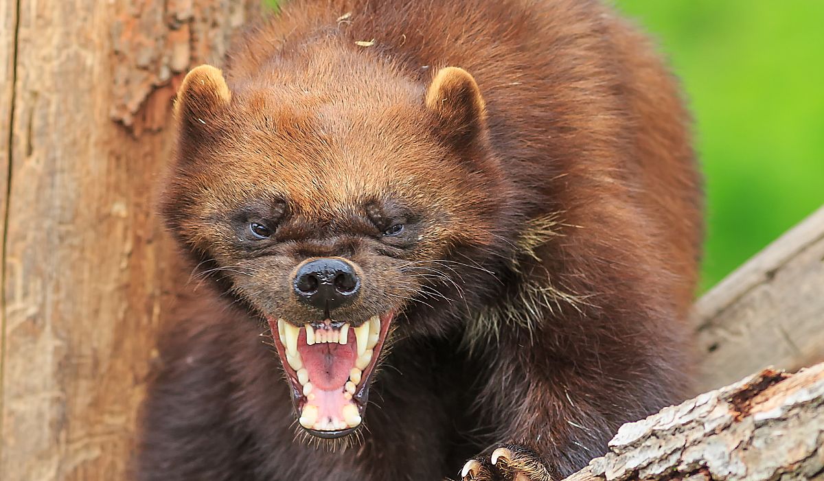 MrsLangelandWO's tweet photo. Michigan Week Trivia: Devlin learned that Michigan is sometimes called "The Wolverine State". Wolverines are fierce carnivores that usually are not found in Michigan. However, in 2004, one was spotted in Huron County (the "thumb" area). Isn't that amazing?!? #MichiganTrivia https://t.co/4qvIt3CJQc