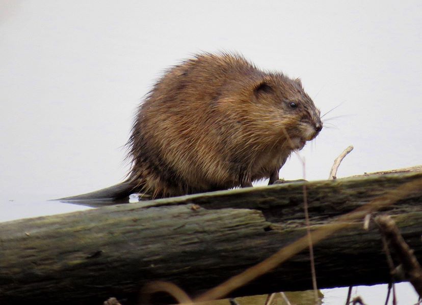 Muskrat by Jessica Bolser/USFWS