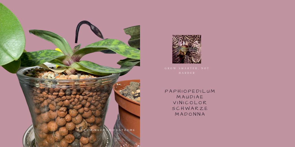I'm hoping for very deep color on this bloom and from the look for the developing bud, we're on the right track! #orchidculture #paphiopedilum #maudiaevinicolor #orchidcommunitychatter #growingorchidsathome #GOAHG #semihydro #inertmedia #orchids #homegrownorchids #homegrowing