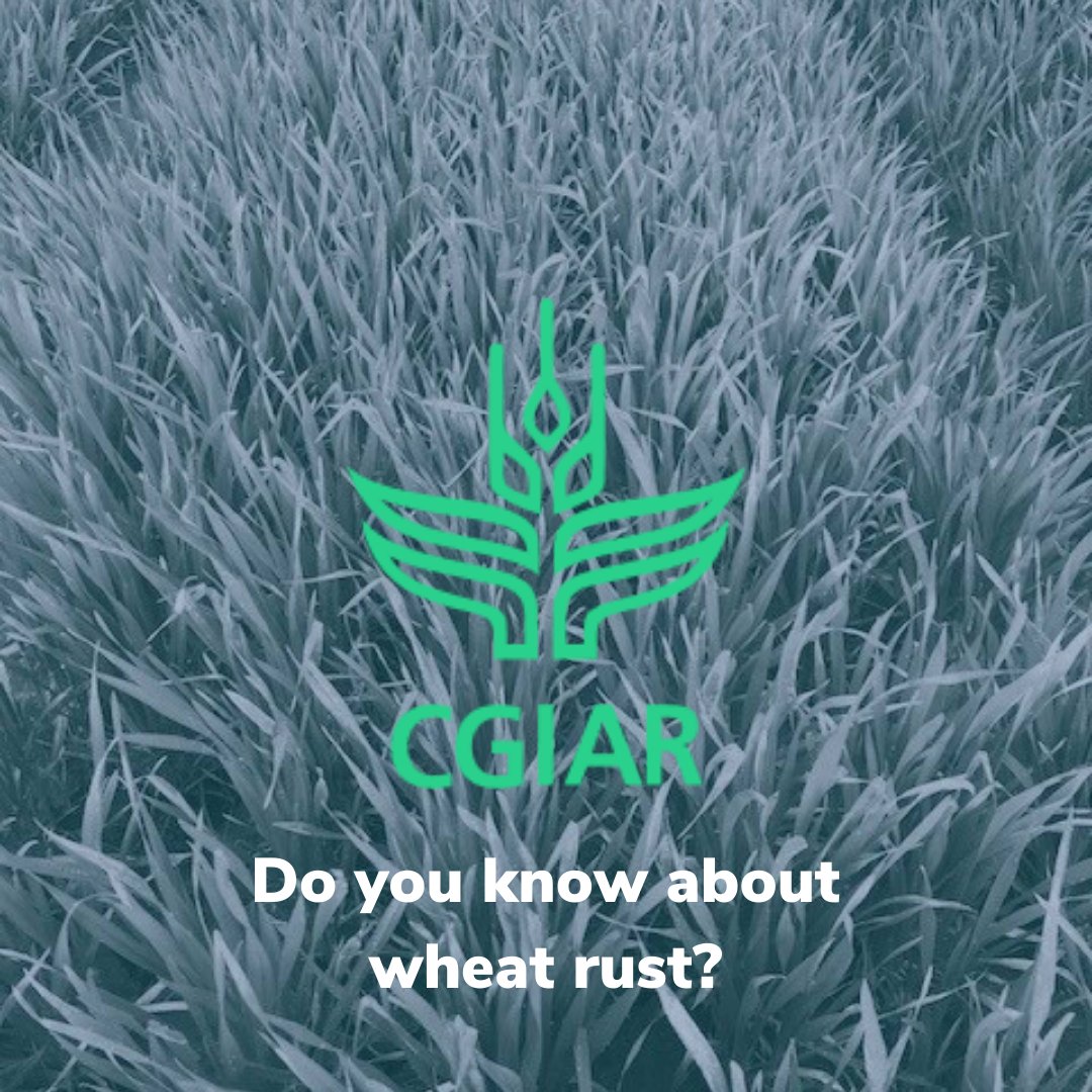 ZindiAfrica's tweet image. Wheat rust is a plant disease that affects African crops, reducing yields &amp;amp; affecting  livelihoods. Zindi, in partnership with  @CGIAR, has a new challenge coming which represents a potential break through in monitoring and controlling plant diseases.  Stay tuned! 😀