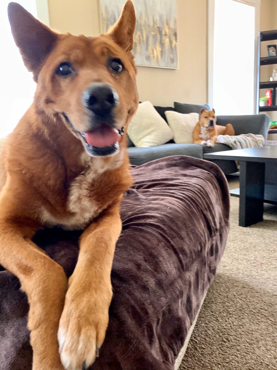 AHerreraReports's tweet photo. Twitter friends, I need your help! This sweet girl is named Brandy. She’s looking for her FUREVER home🐾🐶 We’ve fostered her, but are hoping to find her a permanent family! Could you share and RT this for me? I know her perfect family is out there❤️ https://t.co/DKee0oufo3