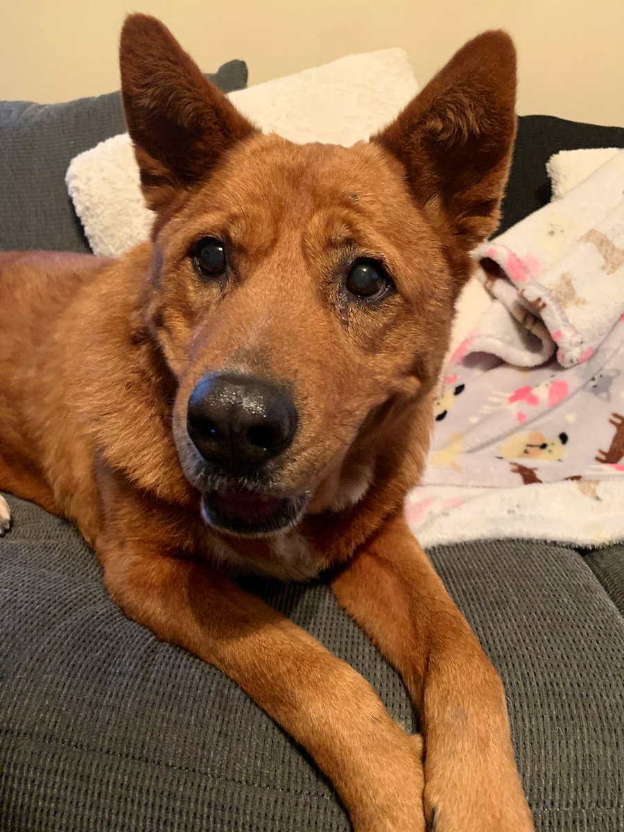 AHerreraReports's tweet photo. Twitter friends, I need your help! This sweet girl is named Brandy. She’s looking for her FUREVER home🐾🐶 We’ve fostered her, but are hoping to find her a permanent family! Could you share and RT this for me? I know her perfect family is out there❤️ https://t.co/DKee0oufo3